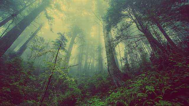 Τροπικό δάσος