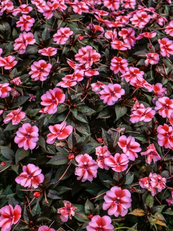 erotakia-impatiens erotakia impatiens