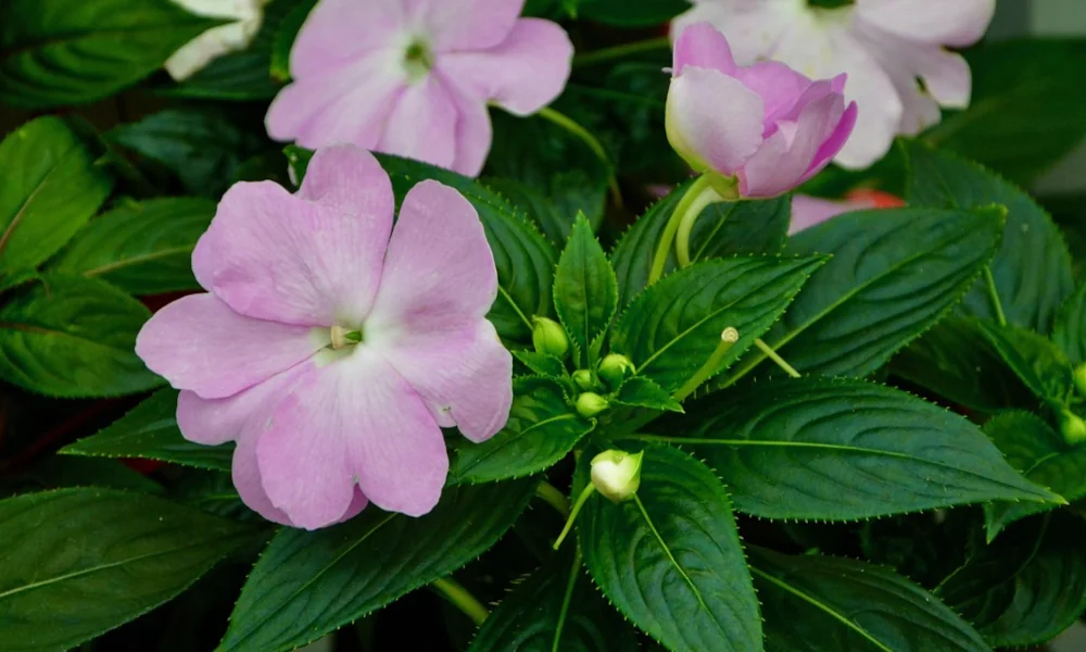 Ερωτάκια – Impatiens impatiens flower
